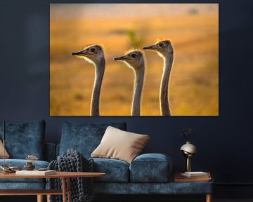 struisvogels, Kenia van Jan Fritz