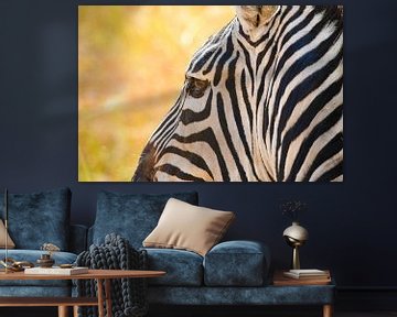zebra, Kenia van Jan Fritz