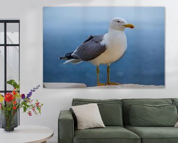 Mouette devant une mer bleue