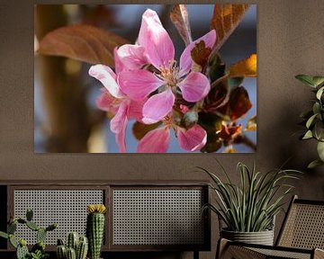 Colourful pink apple blossom in the spring. by Ans van Heck