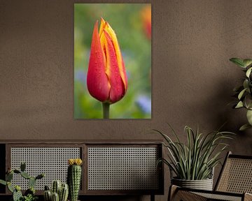 Gros plan d'une tulipe rouge sur Ulrike Leone