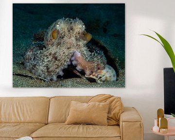 Octopus, Lanzarote van René Weterings