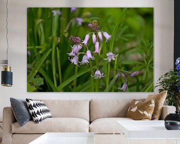 Roze hyacinthen in the bos