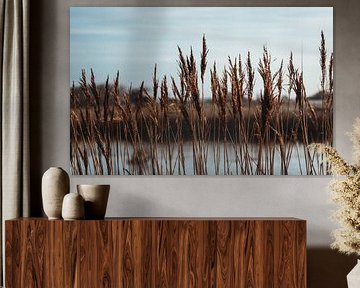 Skyline aus Schilf in den Amsterdamer Wasserversorgungsdünen