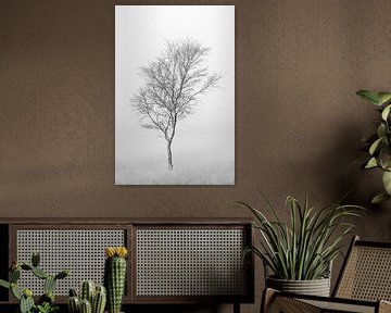 Minimalist photo of a birch tree on the heath in the mist.