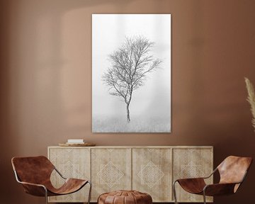 Minimalistische foto van een berkenboom op de heide in de mist.