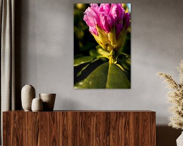 rhododendron tijdens de zonsondergang | fine art natuur foto van Karijn | Fine art Natuur en Reis Fotografie