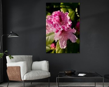 rhododendron, groene en roze foto kleuren | fine art fotografie