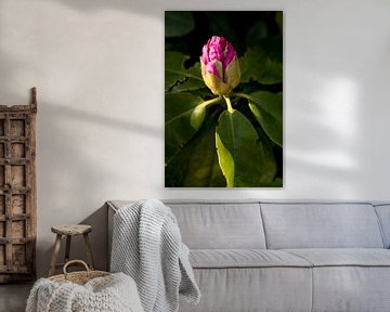 rosa Blume im Schatten | fine art floral art von Karijn | Fine art Natuur en Reis Fotografie