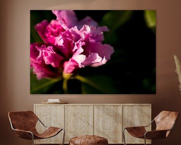 roze bloem, rhododendron | fine art fotografie kunst