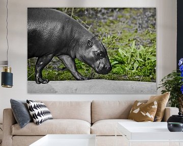 Cool nijlpaard zwart-wit verkleurd loopt tegen een achtergrond van helder groen gras van Michael Semenov