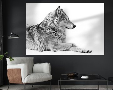 Zij-wolf poot aan poot zwart-witte achtergrond in profiel mooi van Michael Semenov