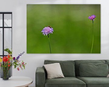 paarse korenbloem van Antwan Janssen