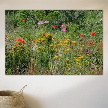 Multi coloured wildflower field