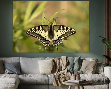 Swallowtail