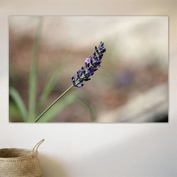 Blume des Lavendels - Lavendula officinalis