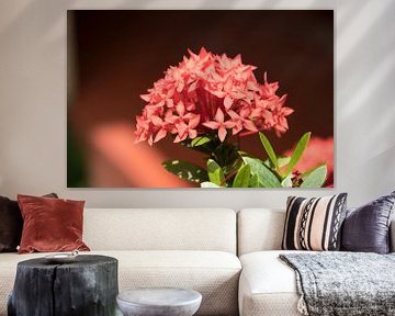 Flower of the  Ixora coccinea by whmpictures .com