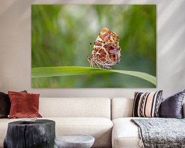 Vlinder, landkaartje met prachtige kleuren, van Janny Beimers
