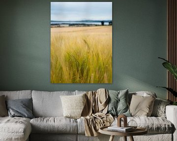 Grain field in Scotland by Mariska Scholtens