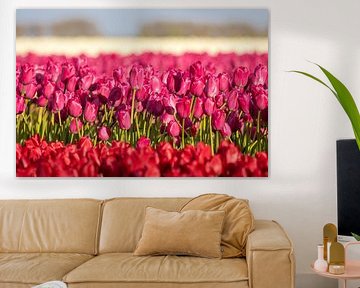 Tulpenveld