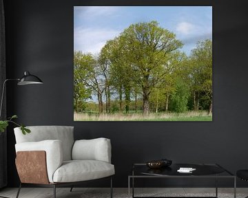 Eikenbomen in het voorjaar.
