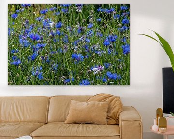 Field full of flowering blue cornflowers by Jolanda de Jong-Jansen