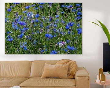 Veld vol met bloeiende blauwe korenbloemen van Jolanda de Jong-Jansen