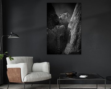 Leopard in schwarz & weiß von YvePhotography