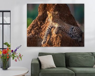Princesse le léopard sur YvePhotography
