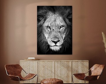 Scar, le lion sur YvePhotography