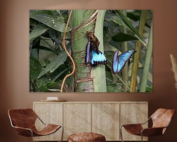 Blauwe Morpho vlinder by Antwan Janssen