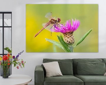 Steenrode heidelibel op paarse bloem