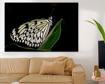Monarch vlinder van Antwan Janssen