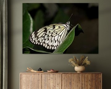 Monarch vlinder (Idea Leuconoe) van Antwan Janssen