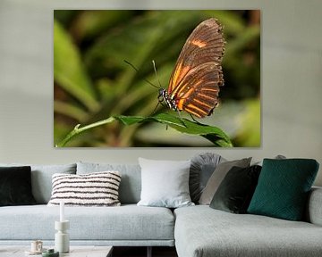 Monarchvlinder van Antwan Janssen