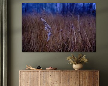 Close up reed plume along reed belt in misty morning light by BJ Fleers