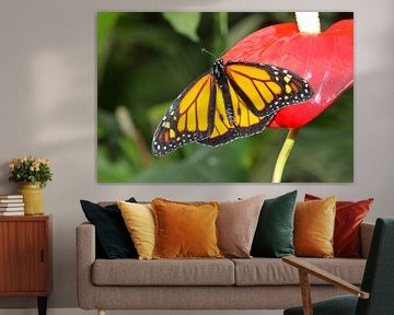 Monarch vlinder (Danaus Plexippus) van Antwan Janssen