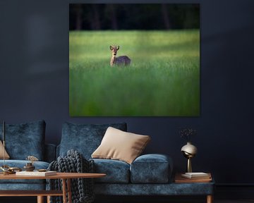 Un cerf dans l'herbe sur YvePhotography