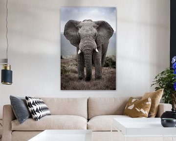 Elephant in Addo by YvePhotography