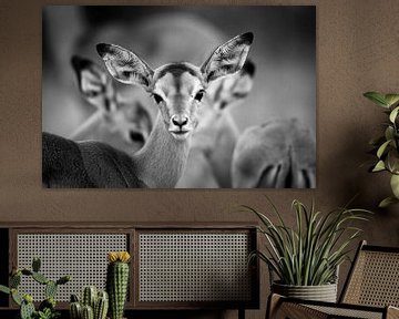 Trio Impala von YvePhotography