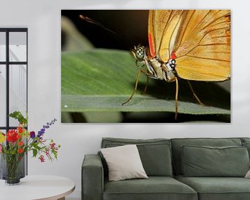 Oranje Passiebloem vlinder (Dryas Julia) van Antwan Janssen