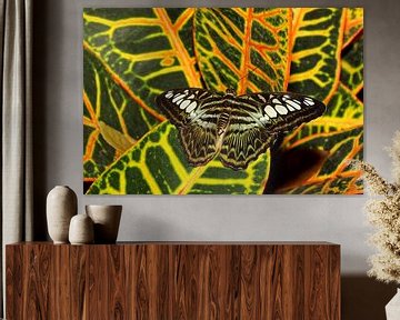 Weerschijn vlinder van Antwan Janssen