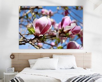 Roze, Magnolia, Magnolia's, Bloesem, Bloem, Close-up van Torsten Krüger