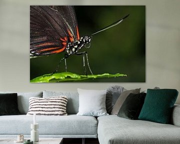 Passiebloem vlinder (Heliconius Doris)  von Antwan Janssen