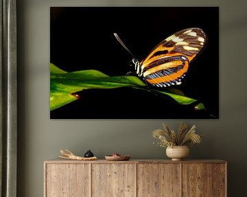 Passiebloem vlinder (Heliconius Hecale) van Antwan Janssen