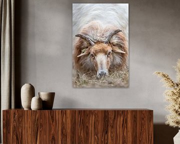 Portrait d'un mouton de bruyère sur Peter Haastrecht, van