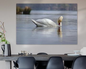 Mute Swan by John Kerkhofs