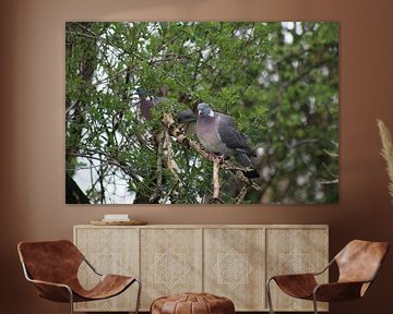 Wood Pigeon by John Kerkhofs
