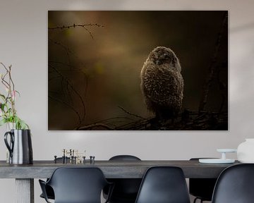 Jonge Bosuil in het licht