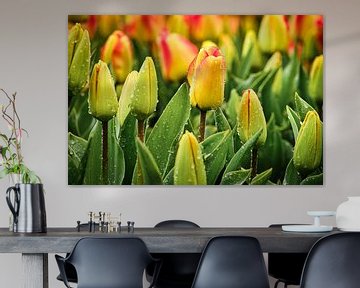Des tulipes colorées sous les gouttes de pluie sur eric van der eijk